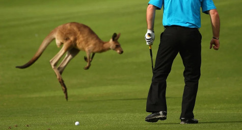 quy tắc chơi golf độc đáo